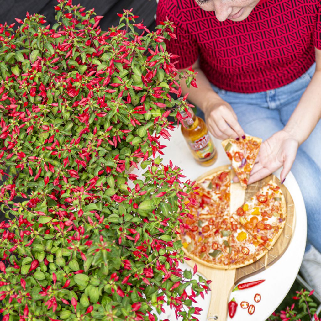 Verenpisara Chilli Red