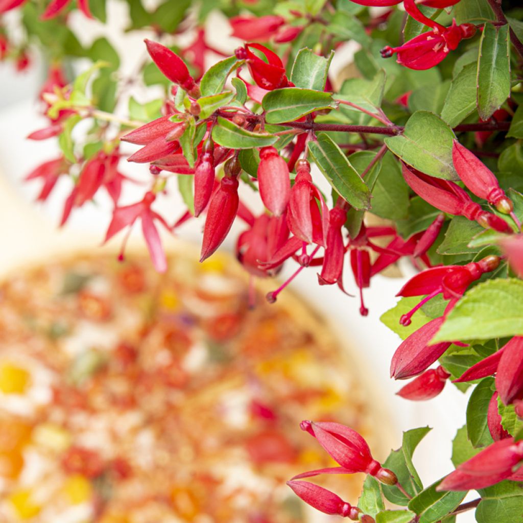 Verenpisara Chilli Red
