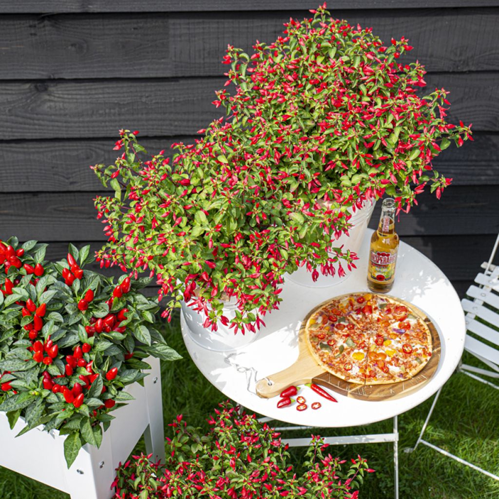 Verenpisara Chilli Red