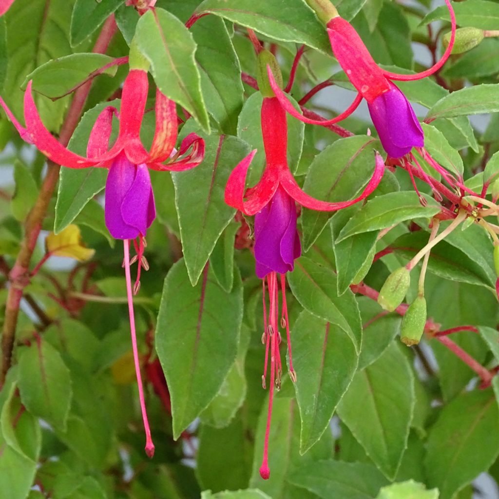 Siroverenpisara Genii
