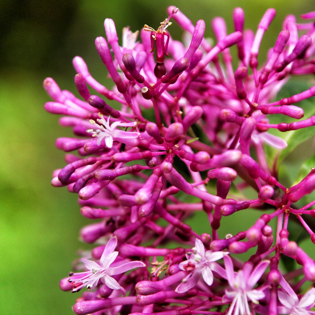 Fuchsia Lechlade Gordon