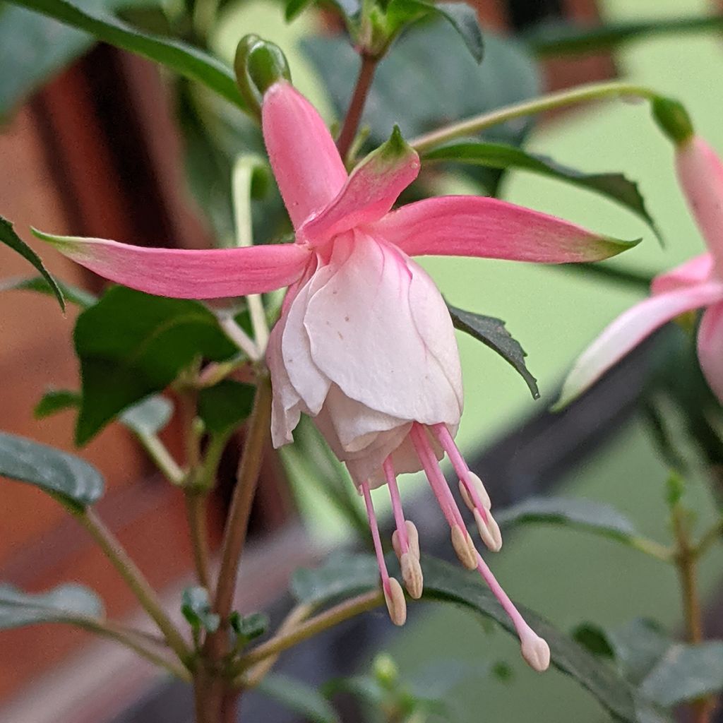 Verenpisara Summermelody Sunantonio Pink-White