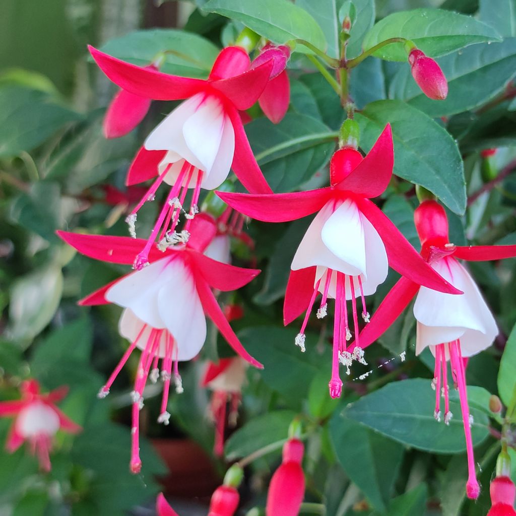 Verenpisara Summermelody Sunfilipe Red-White