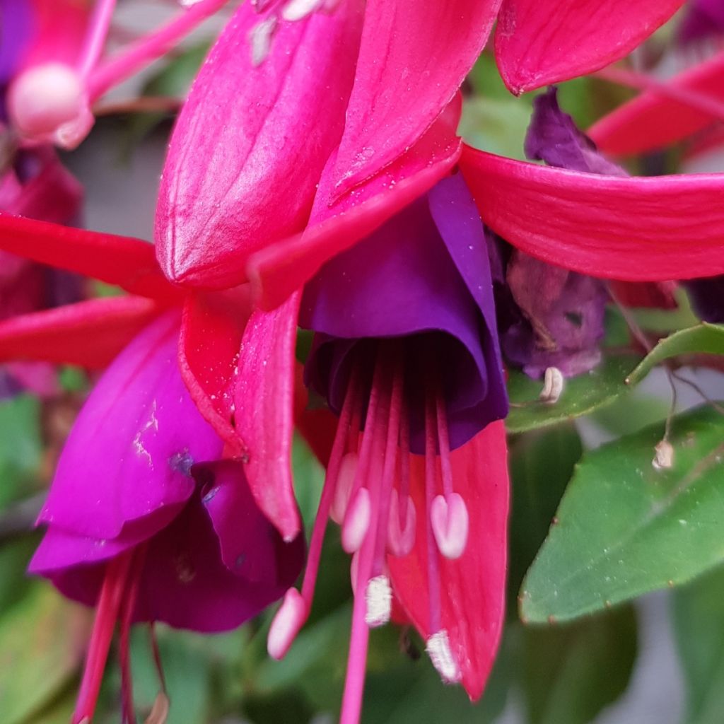 Verenpisara Summermelody Sunlope Magenta-Purple