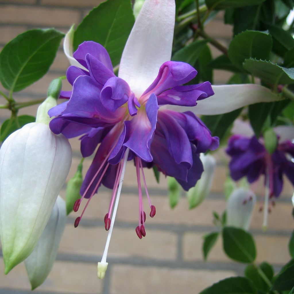 Verenpisara Blue Angel