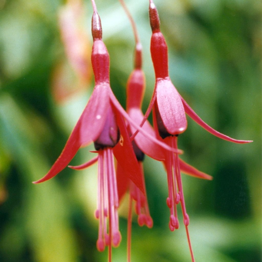 Verenpisara - Fuchsia brevilobis