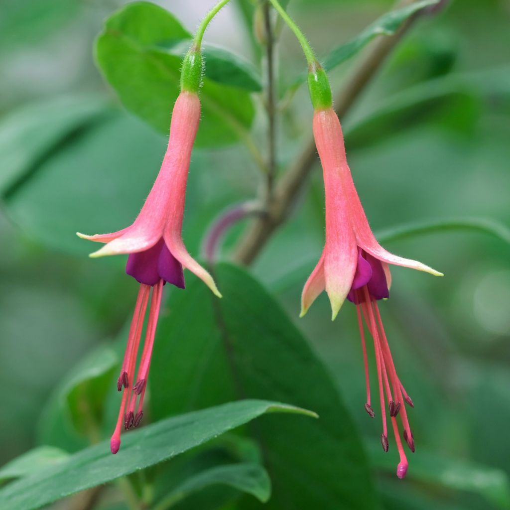 Verenpisara - Fuchsia brevilobis