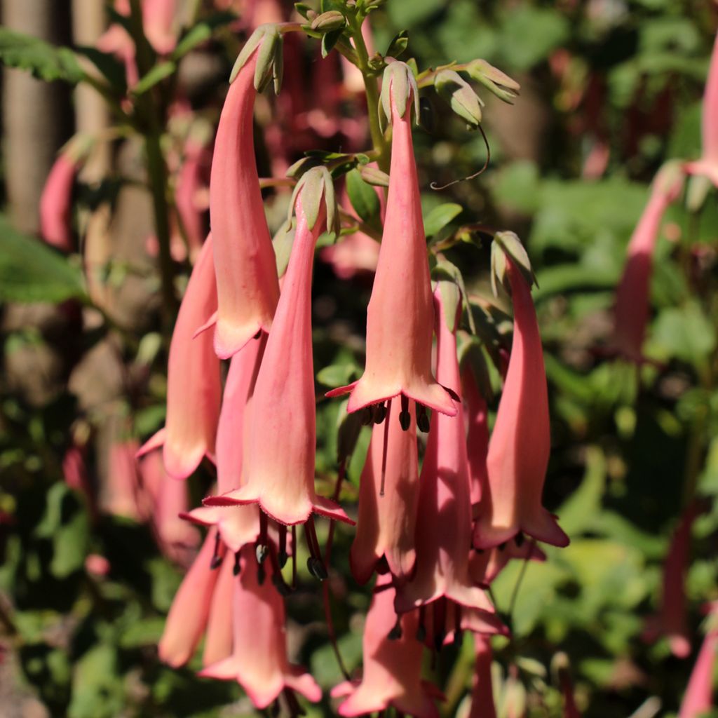 Kafferinkukka Pink Trumpet