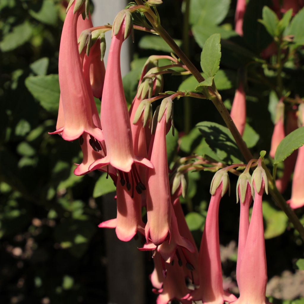 Kafferinkukka Pink Trumpet