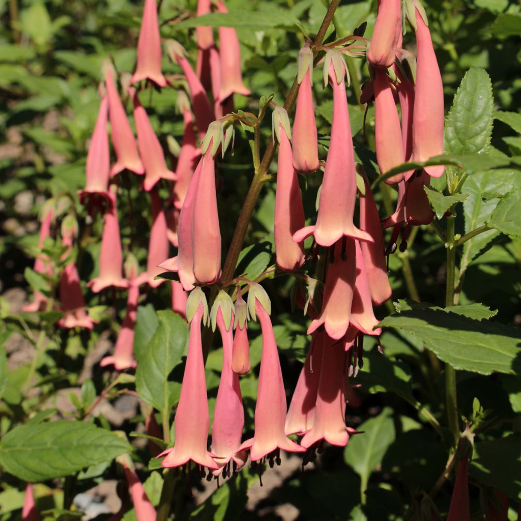 Kafferinkukka Pink Trumpet