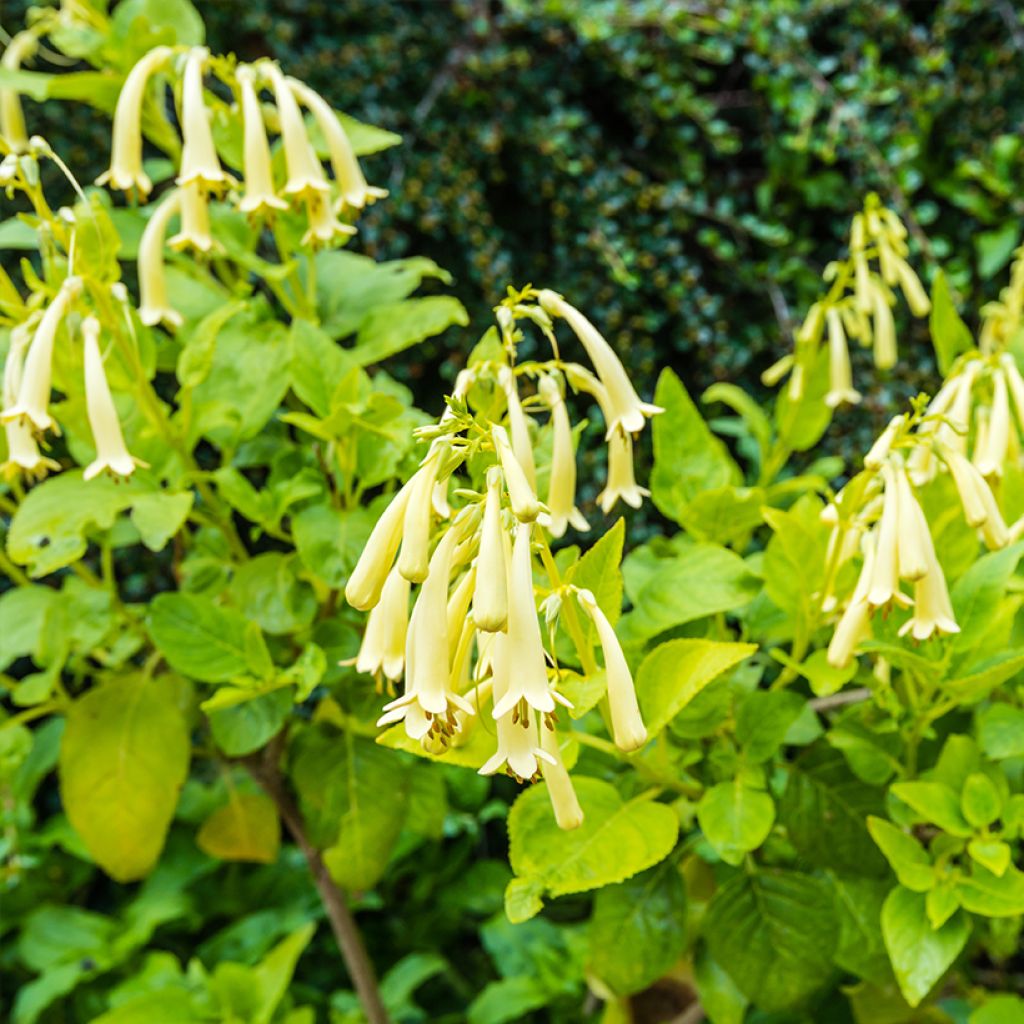 Kafferinkukka Yellow Trumpet