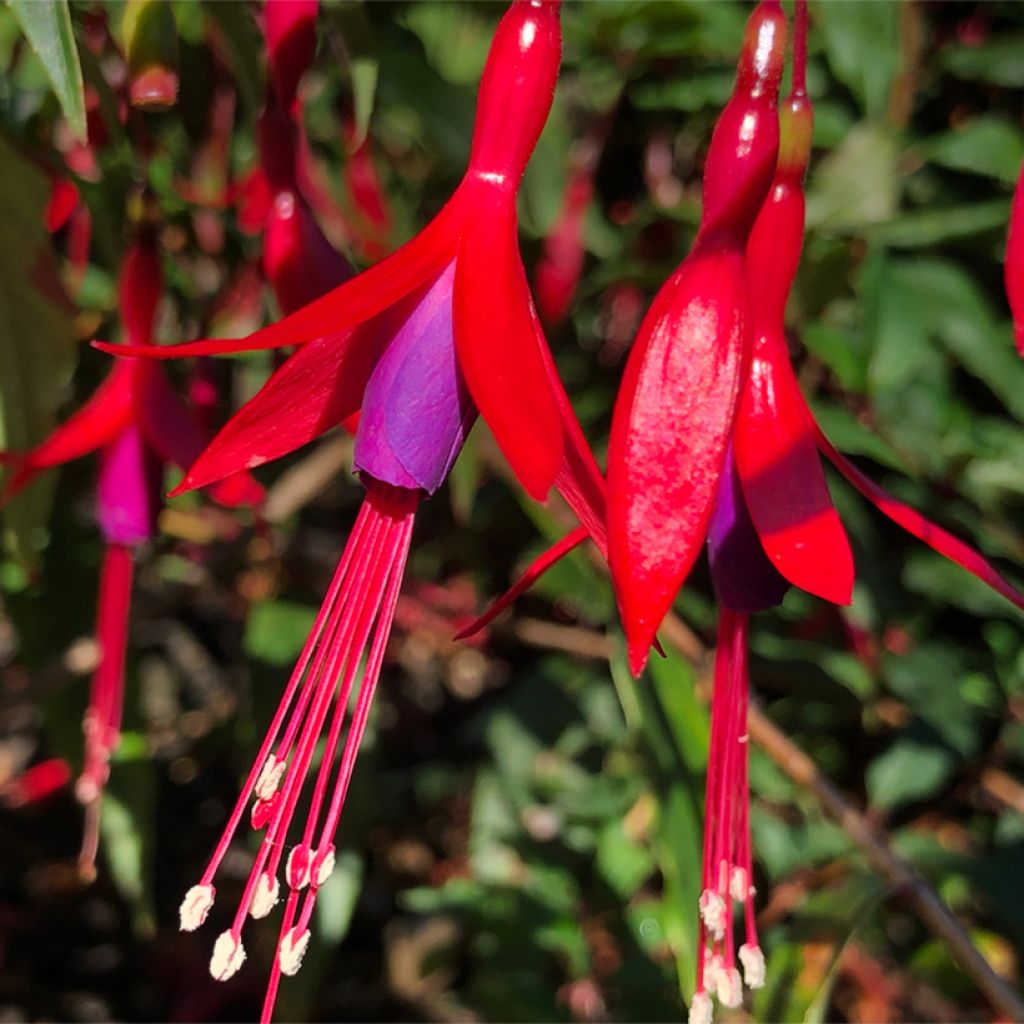 Verenpisara - Fuchsia hatschbachii
