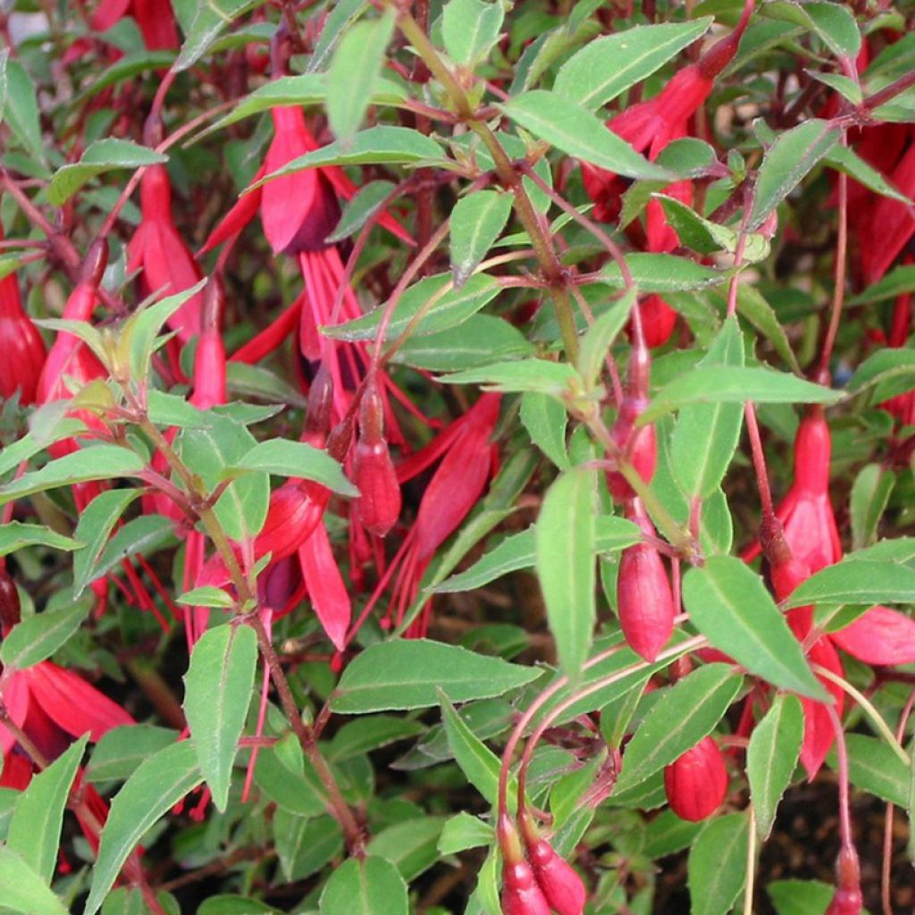 Siroverenpisara Pumila