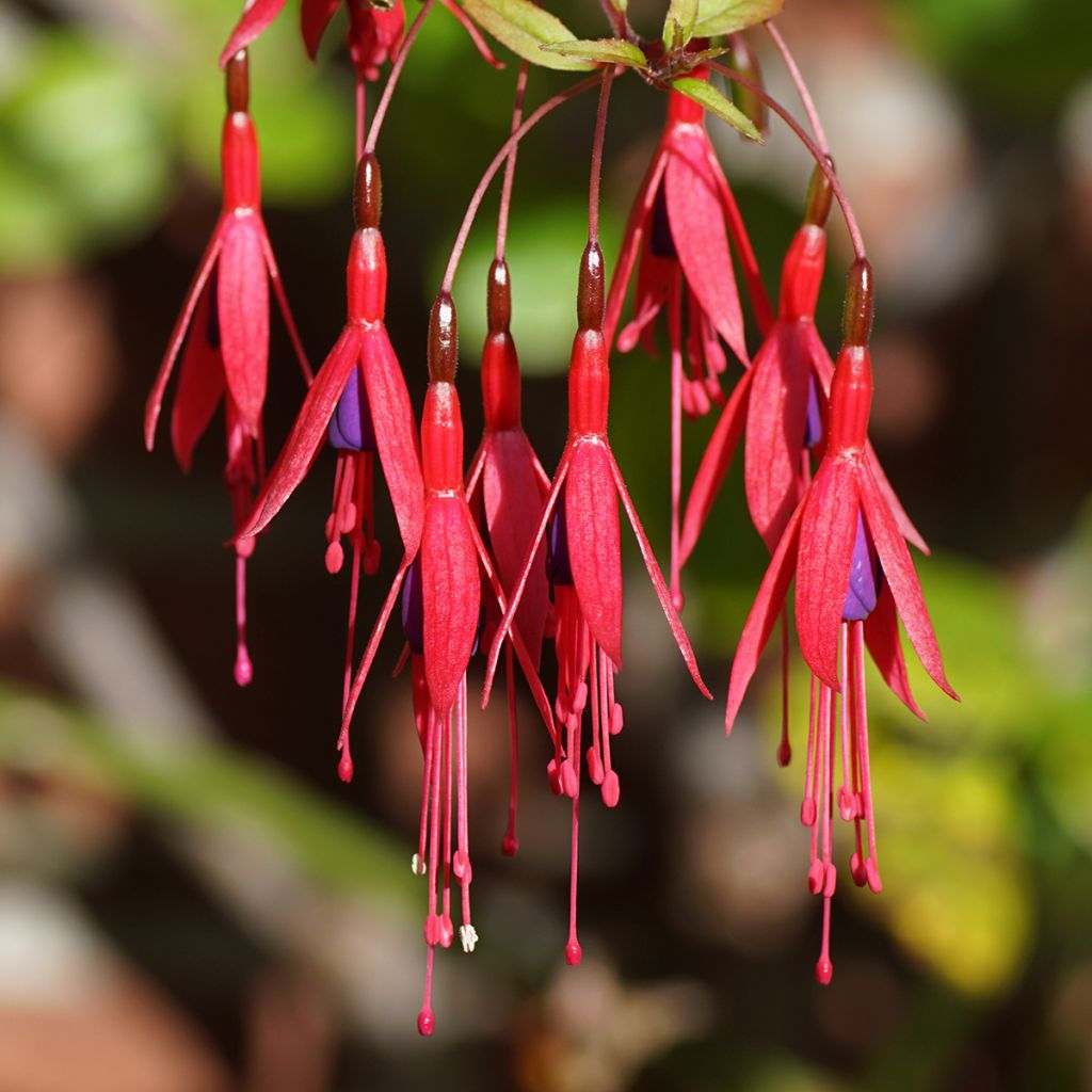 Siroverenpisara Riccartonii
