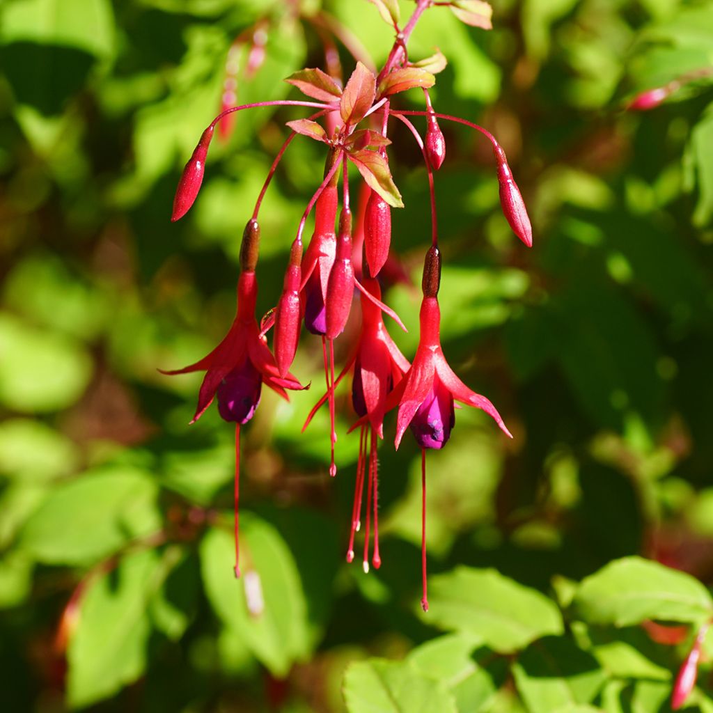 Siroverenpisara Riccartonii