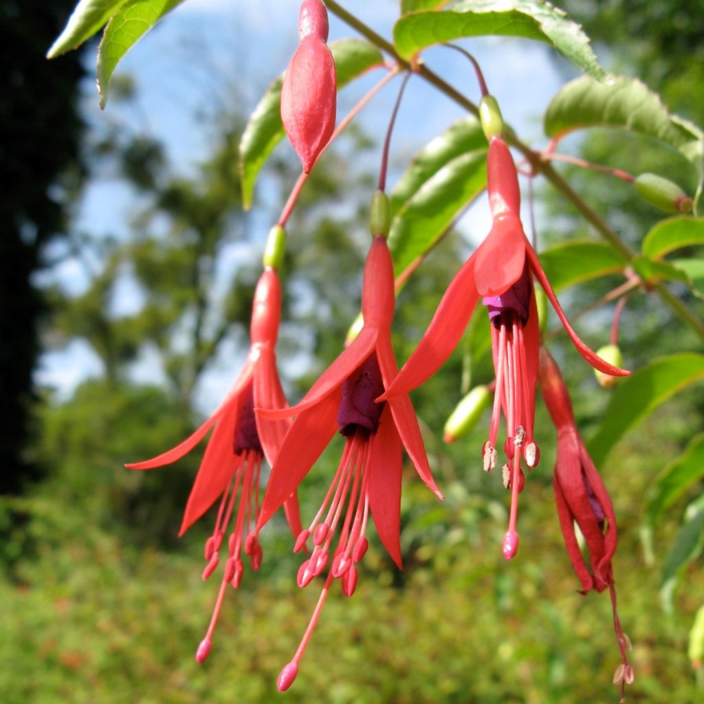 Siroverenpisara - Fuchsia magellanica var. gracilis