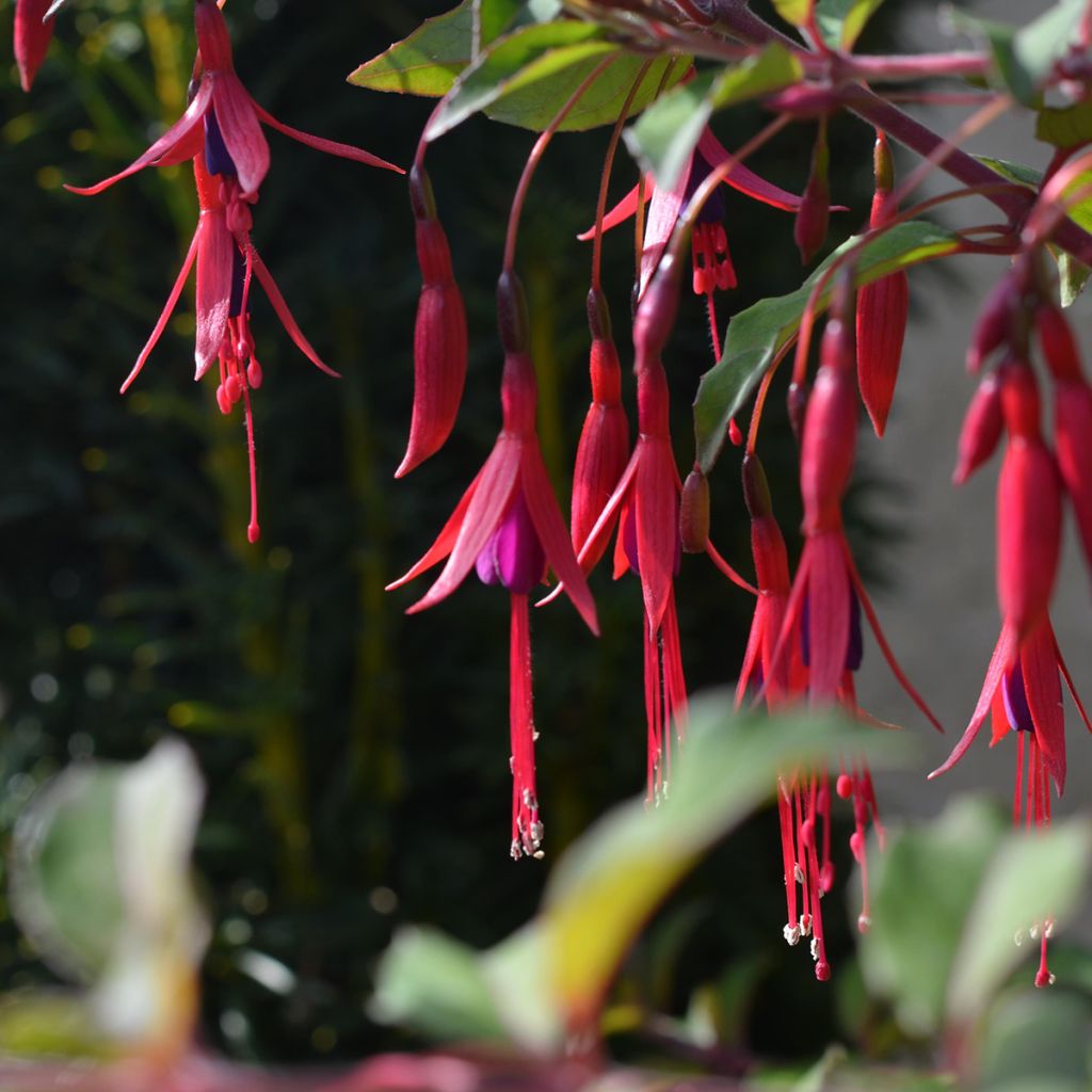 Siroverenpisara - Fuchsia magellanica var. gracilis