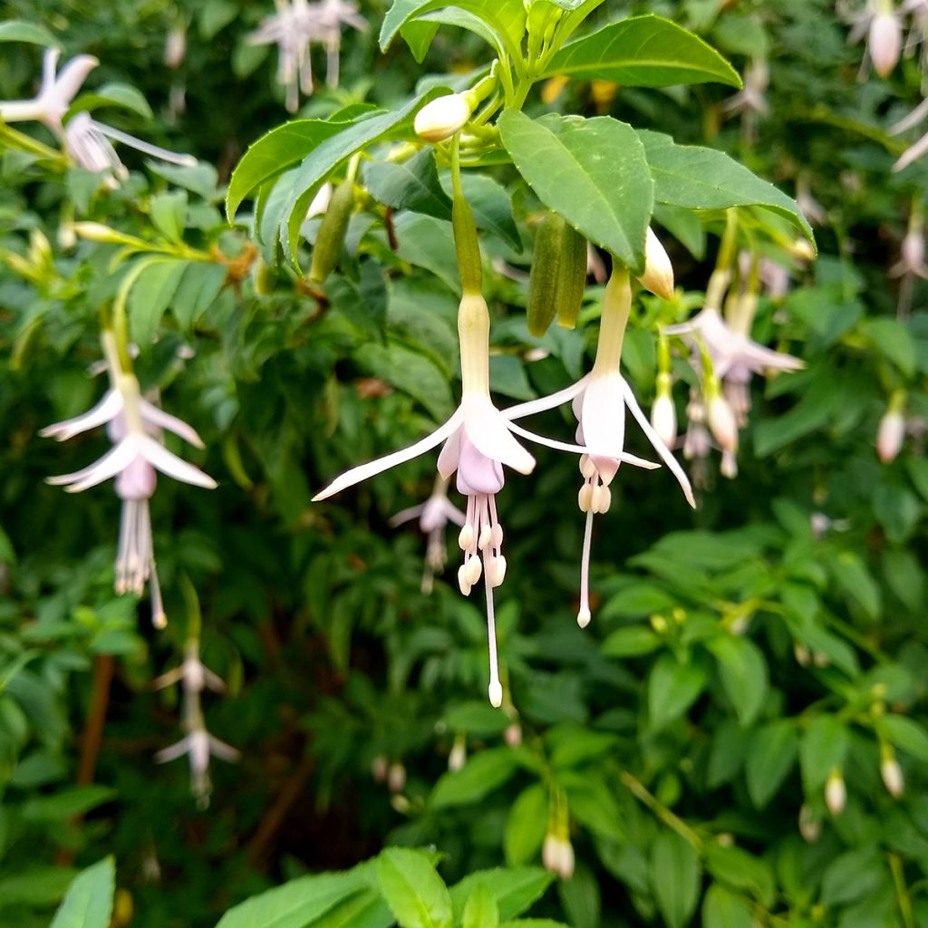 Siroverenpisara - Fuchsia magellanica var. molinae