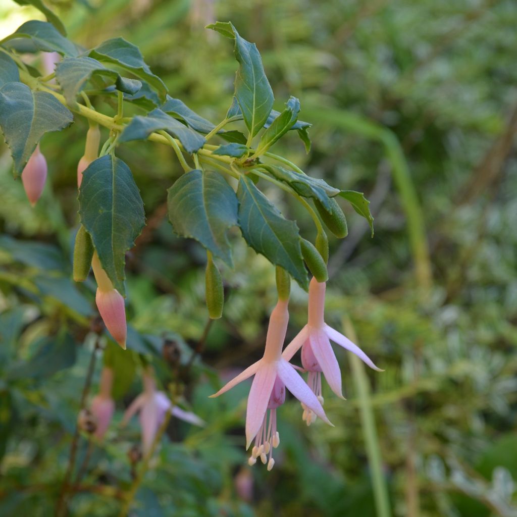Siroverenpisara - Fuchsia magellanica var. molinae