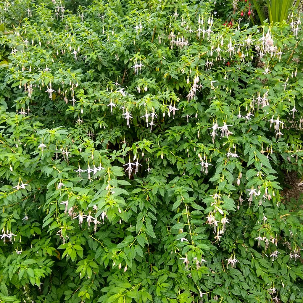 Siroverenpisara - Fuchsia magellanica var. molinae