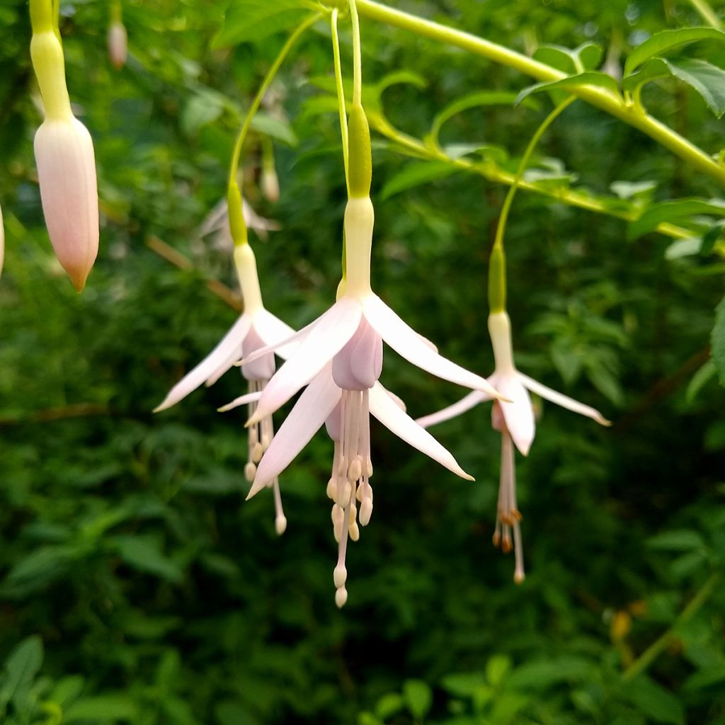 Siroverenpisara - Fuchsia magellanica var. molinae