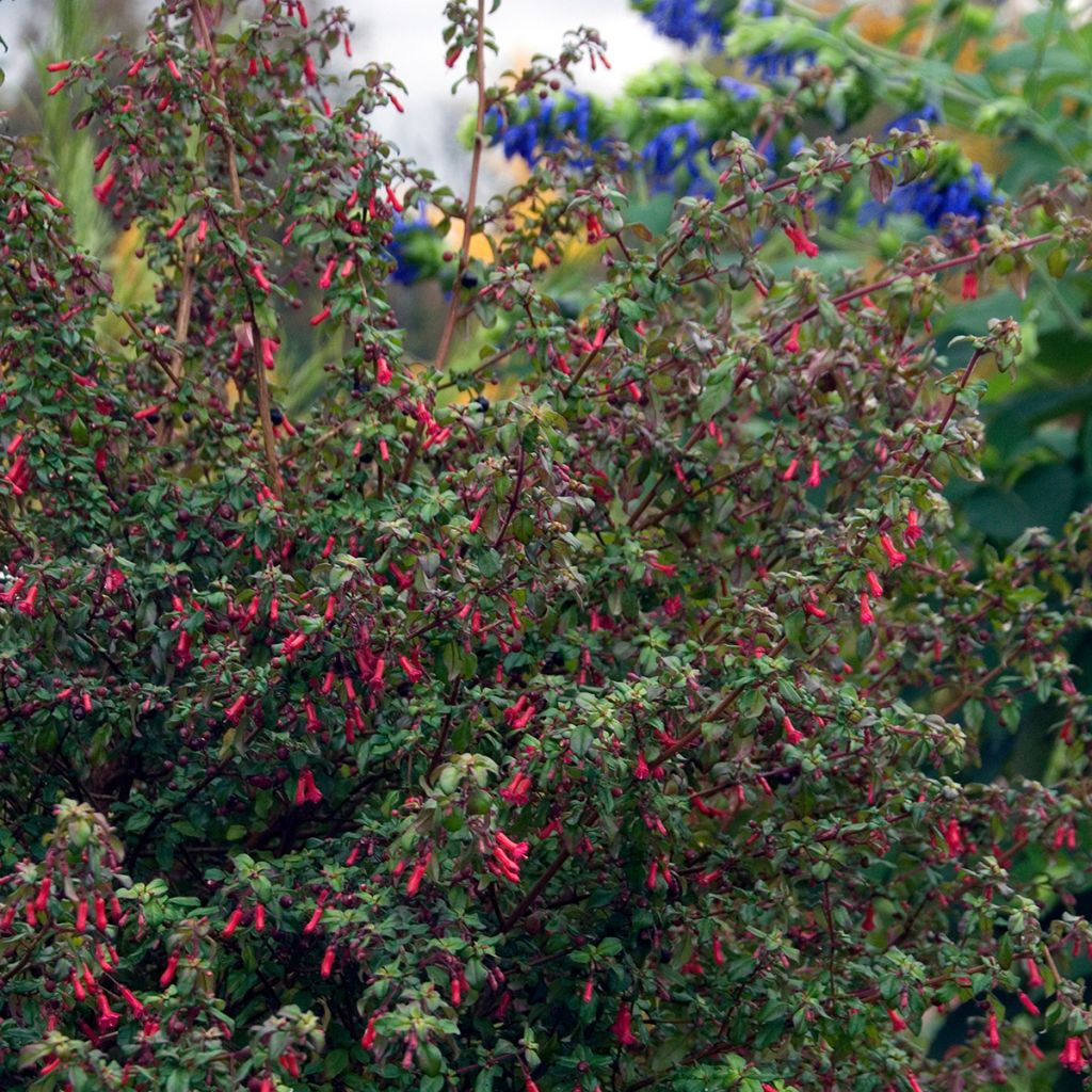 Verenpisara ssp. hemschleiana