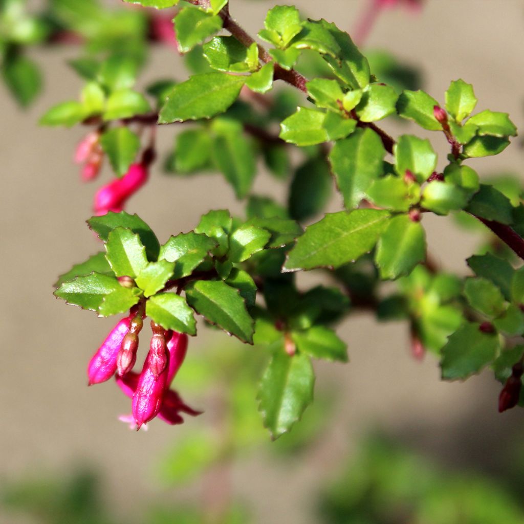 Verenpisara - Fuchsia microphylla subsp. microphylla