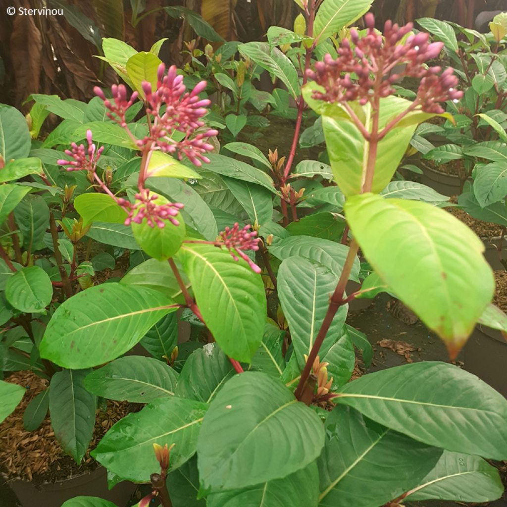 Verenpisara - Fuchsia paniculata