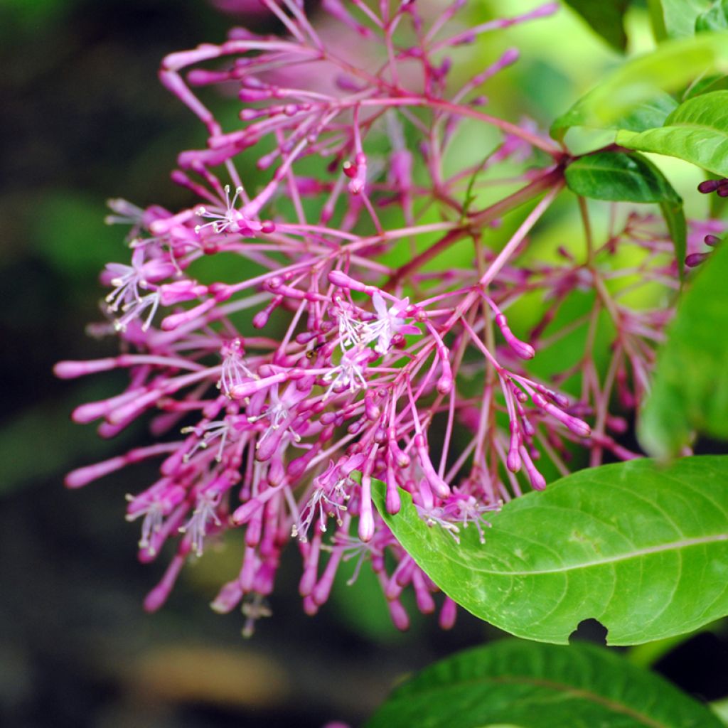 Verenpisara - Fuchsia paniculata