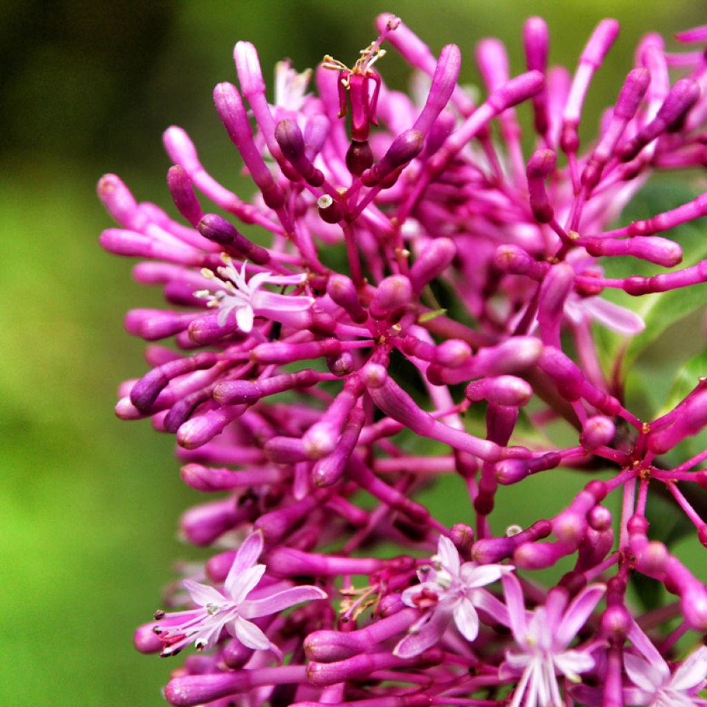 Verenpisara - Fuchsia paniculata