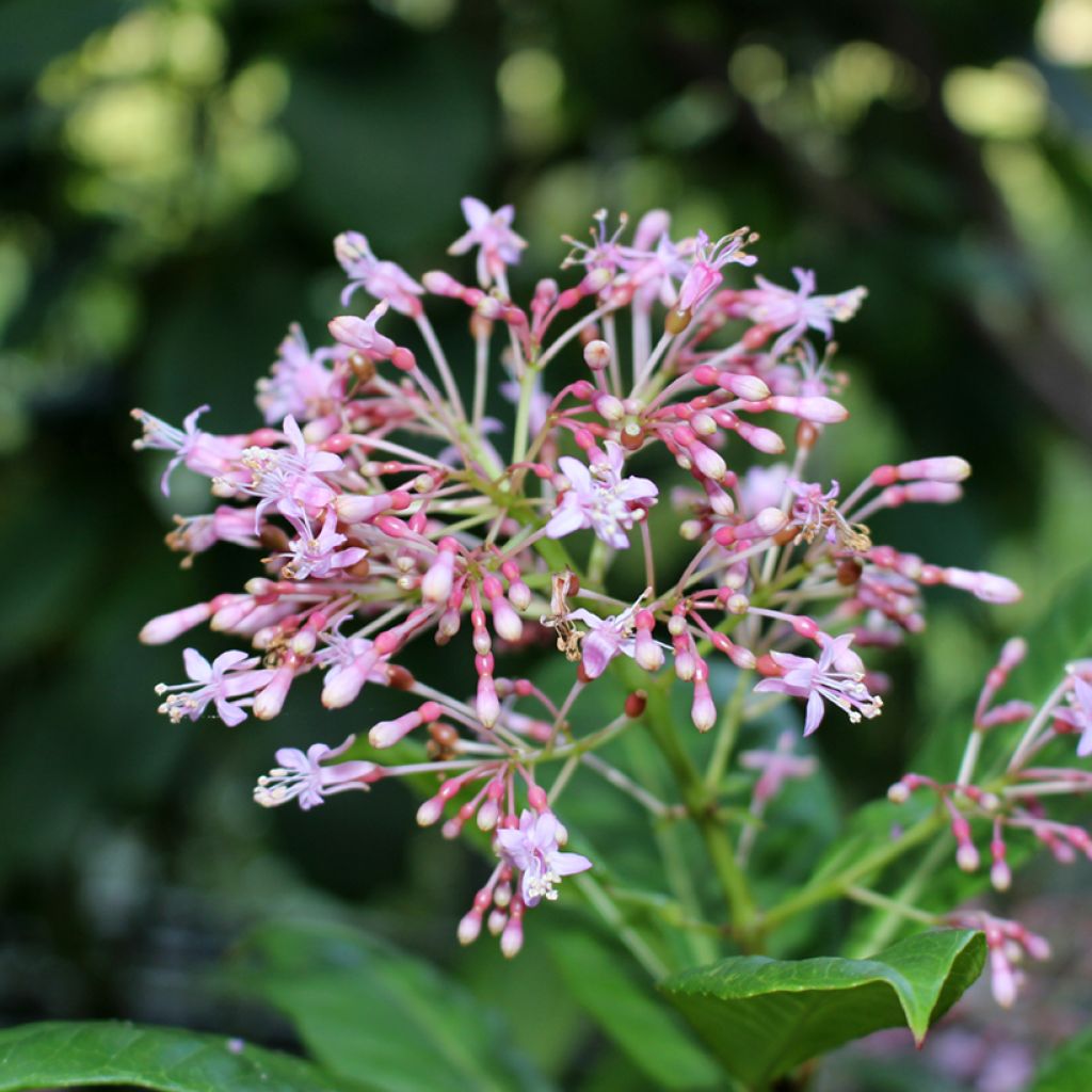 Verenpisara - Fuchsia paniculata