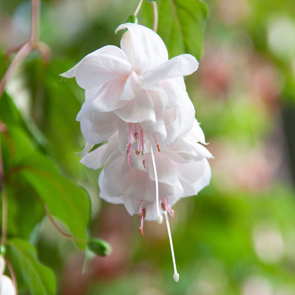 Verenpisara Pink Marshmallow