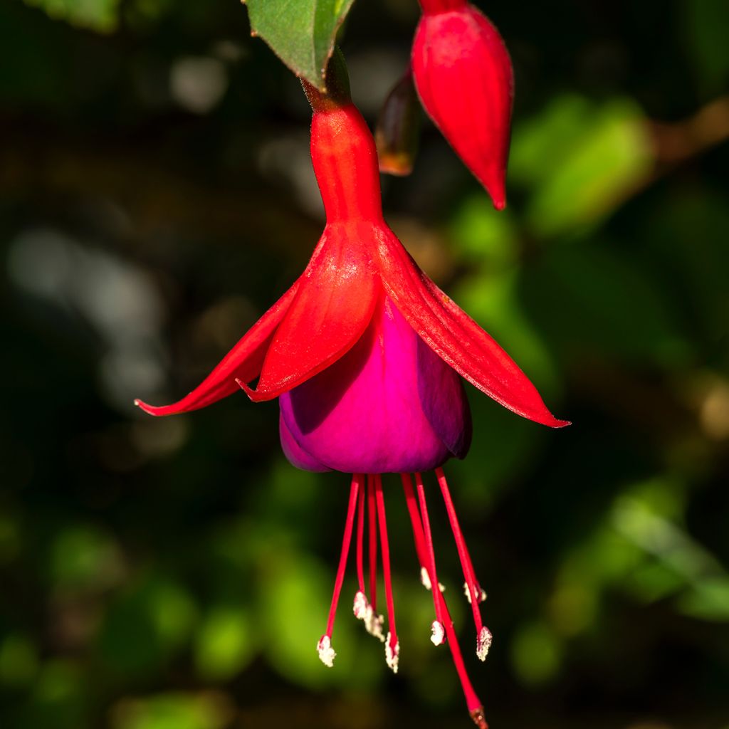 Verenpisara Mrs Popple
