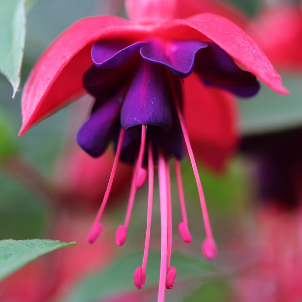 Verenpisara Princess Dollar
