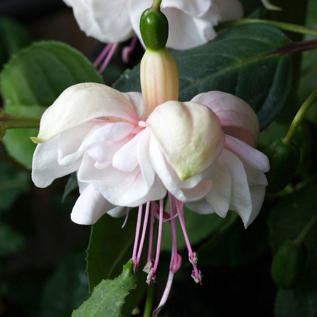 Verenpisara White King