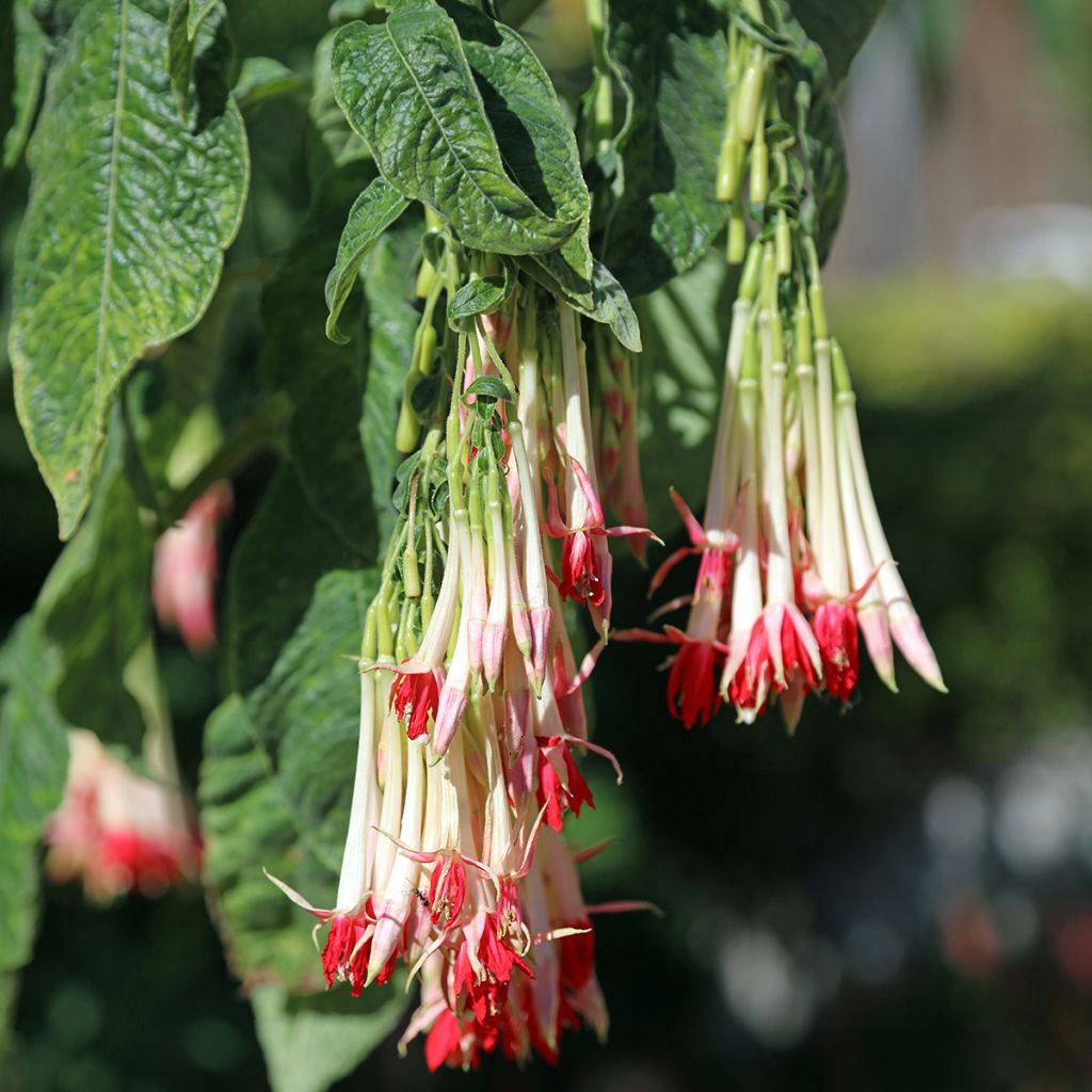 Bolivianverenpisara Alba