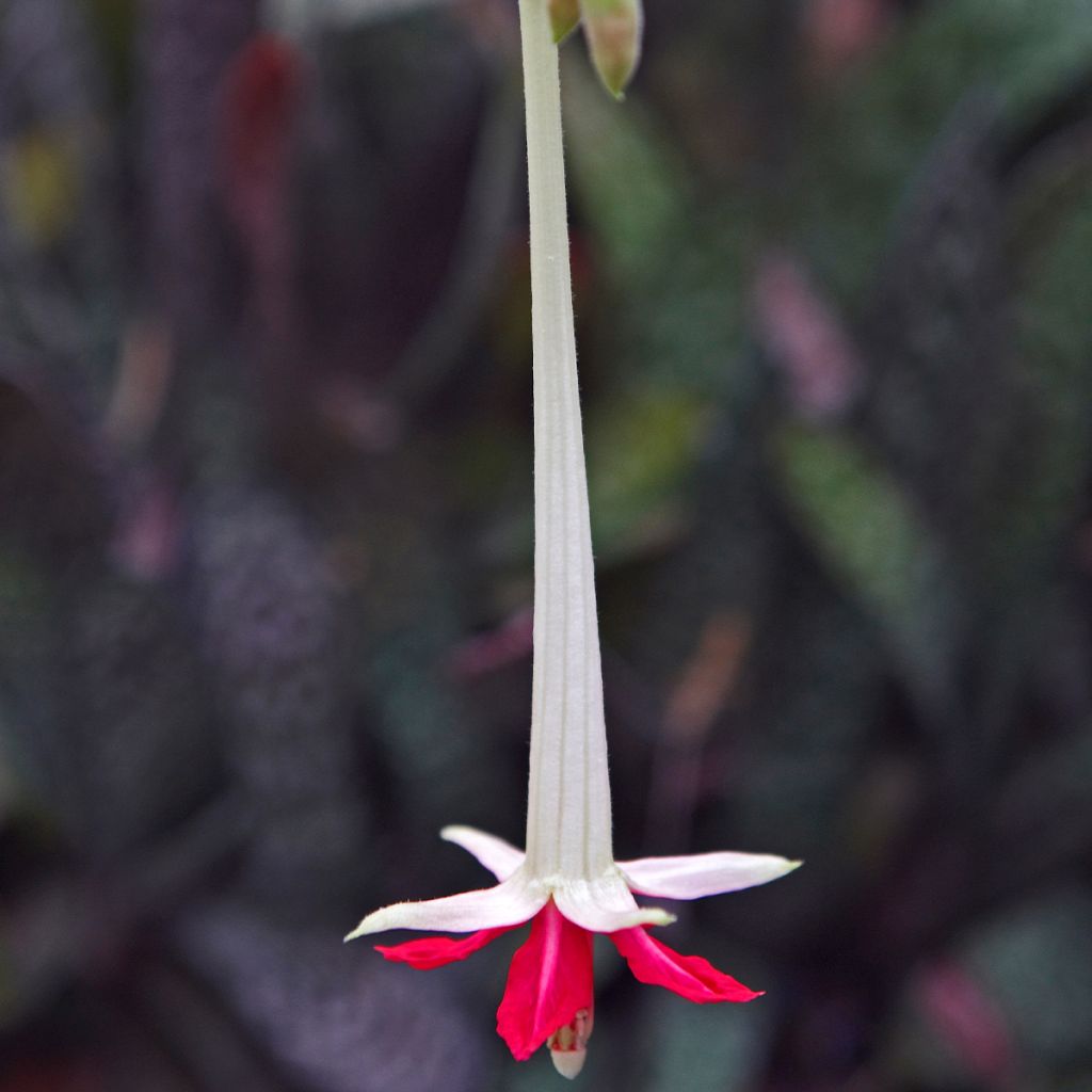 Bolivianverenpisara Alba