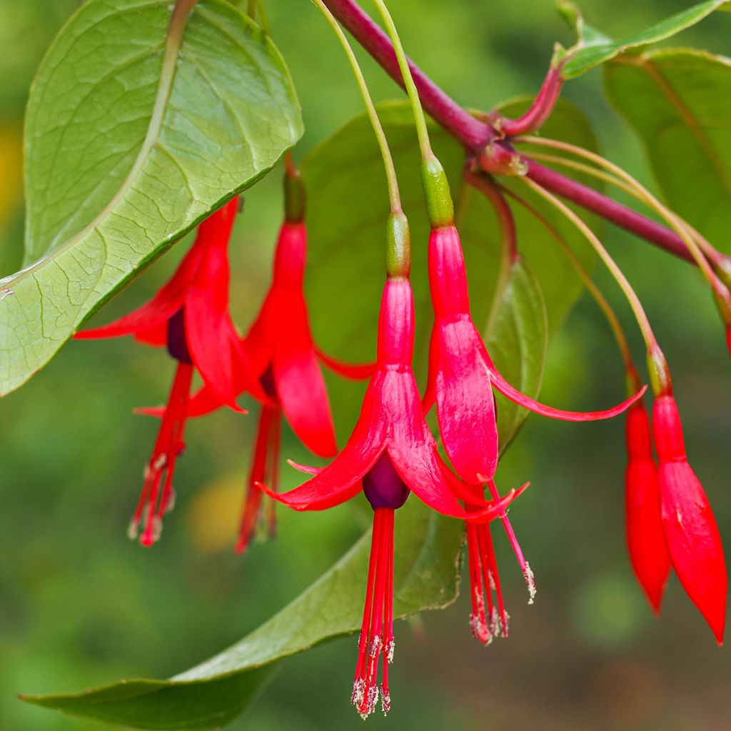 Verenpisara - Fuchsia hatschbachii