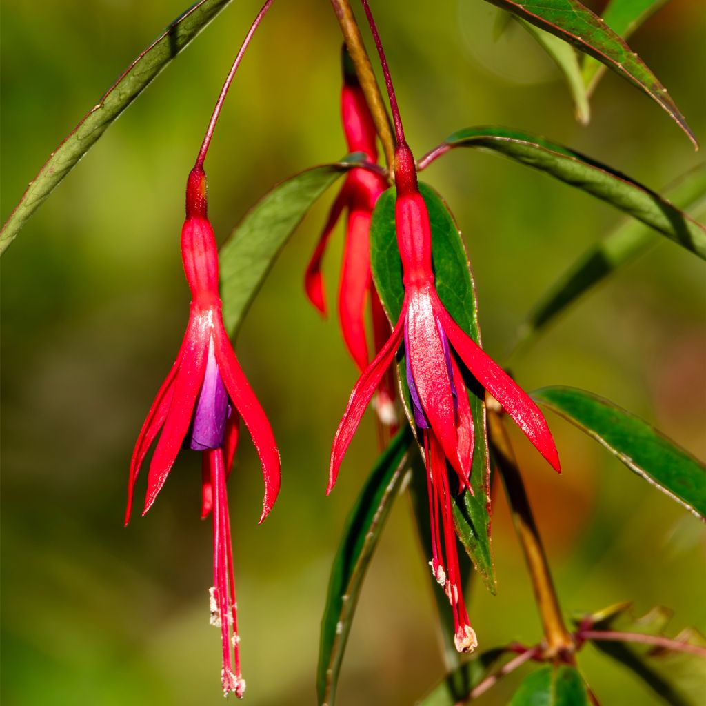 Verenpisara - Fuchsia hatschbachii