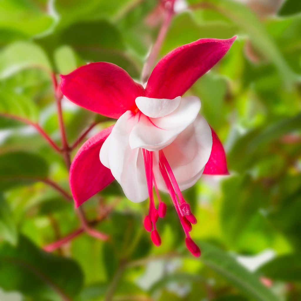 Siroverenpisara Snow Cap