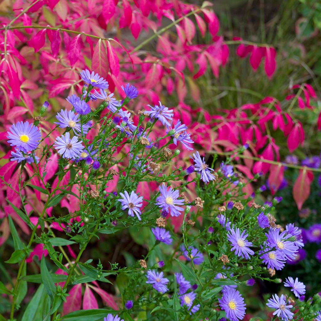 Pallesorvarinpensas - Euonymus alatus