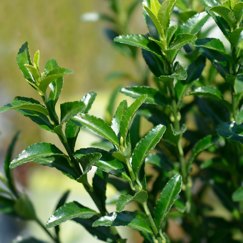 Laakerisorvarinpensas Green Spire