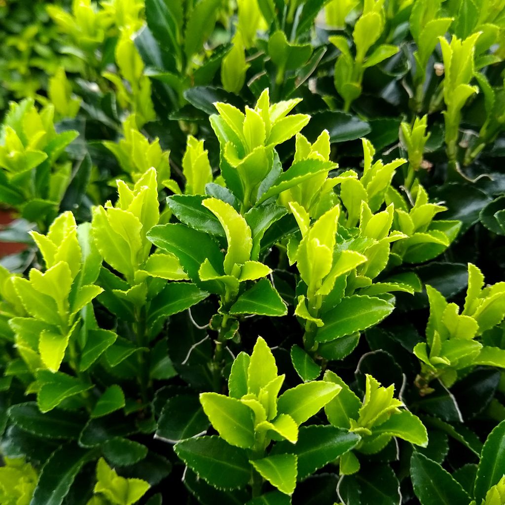 Laakerisorvarinpensas Green Spire