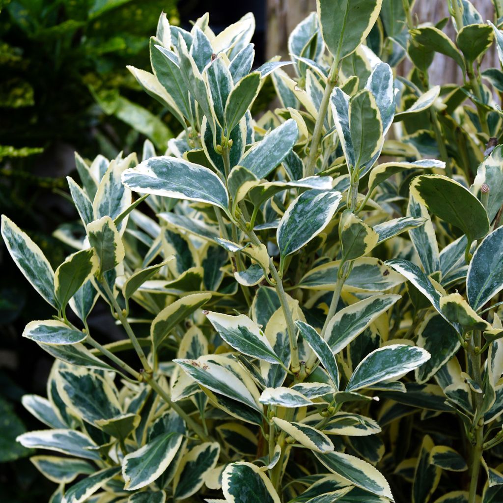 Laakerisorvarinpensas Silver King