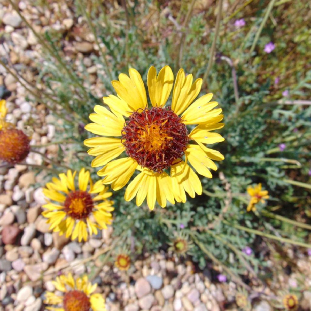 Sulkasädekukka - Gaillardia pinnatifida