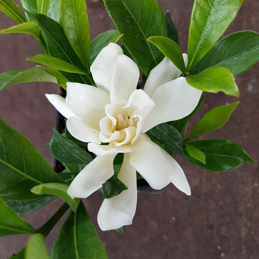 Keikarinkukka Celestial Star