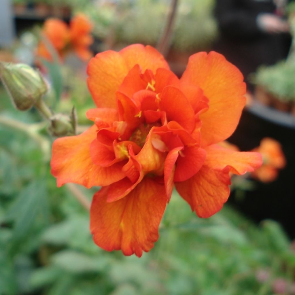 Tulikellukka Prinses Juliana
