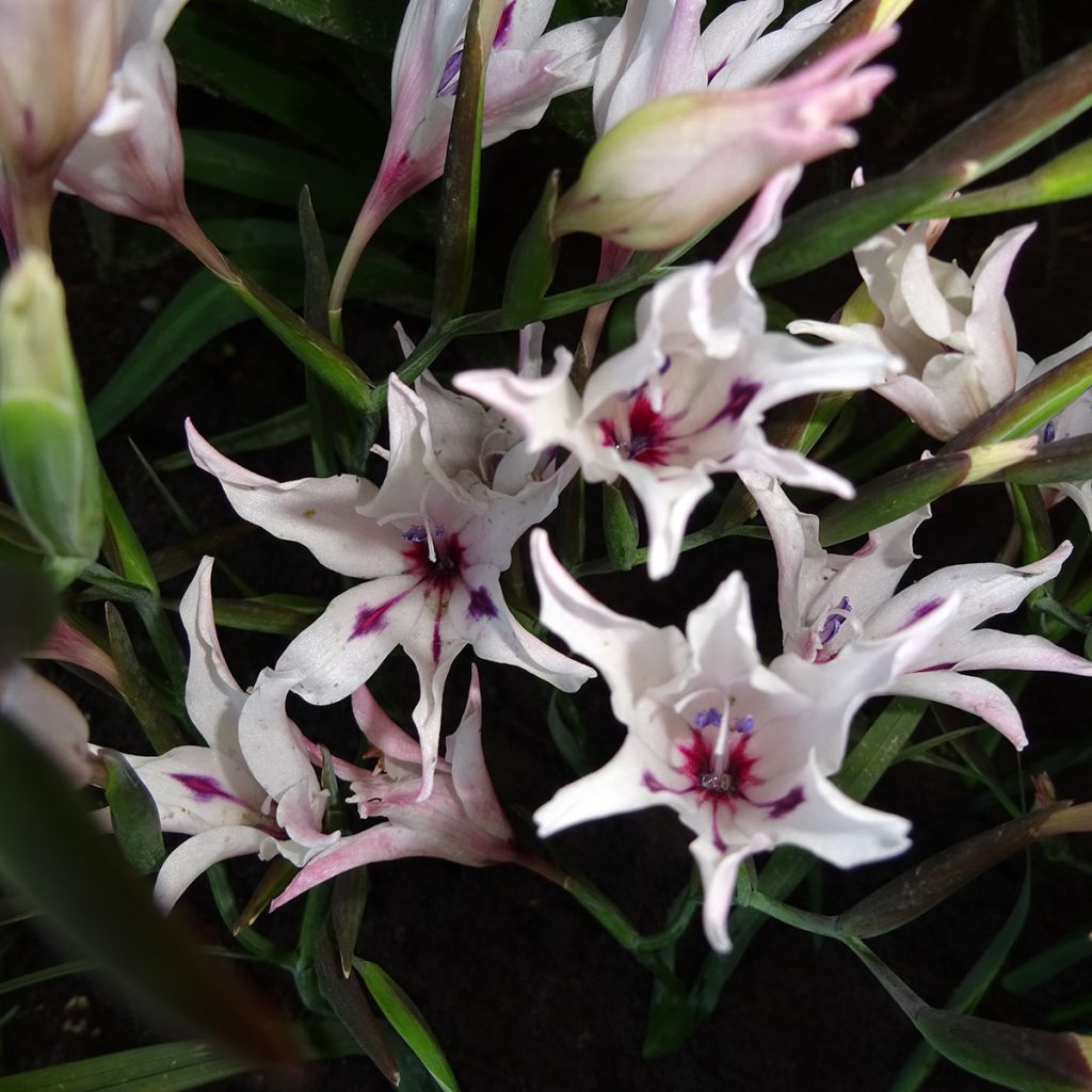 Kapinmiekkalilja Albidus