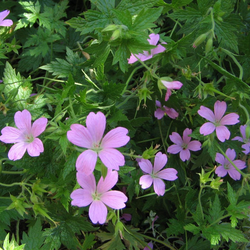 Espanjankurjenpolvi - Geranium endressii