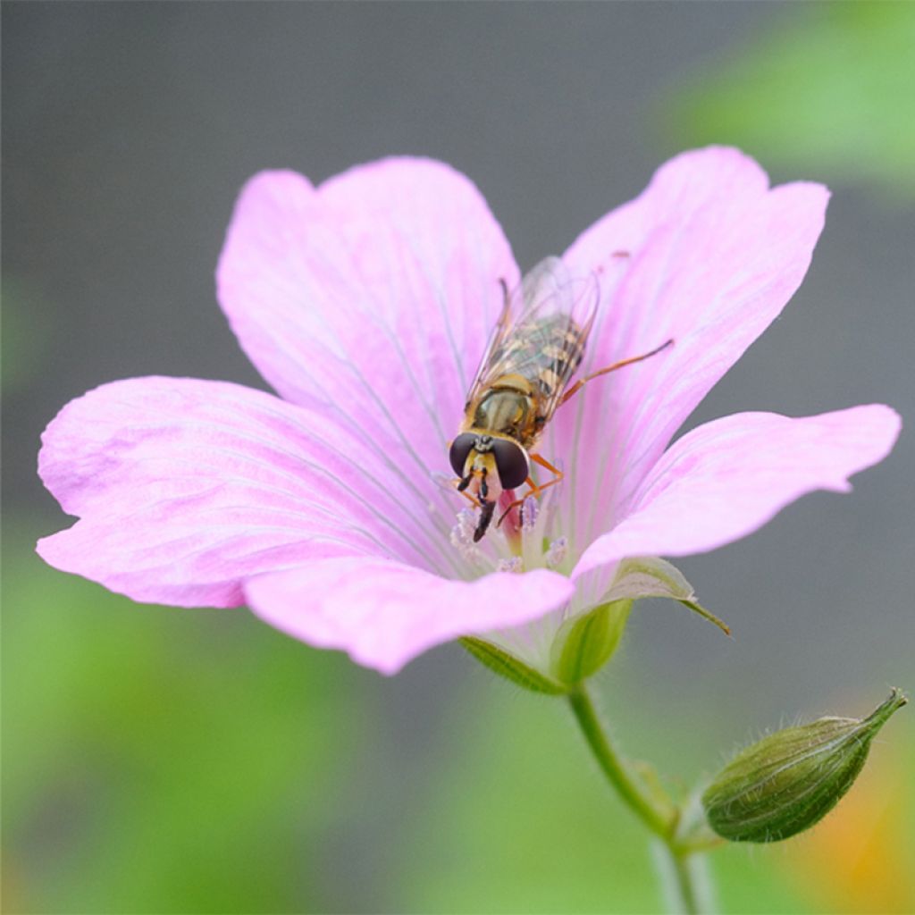 Espanjankurjenpolvi - Geranium endressii